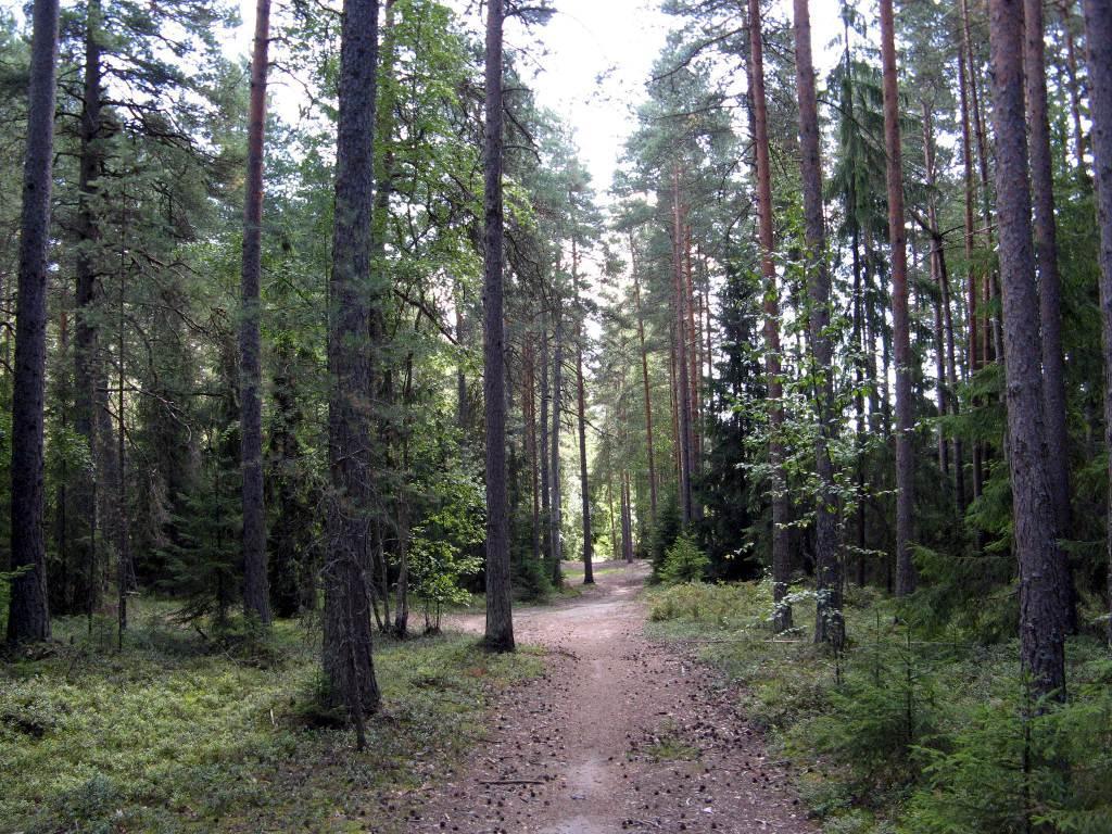 ja Kesuspuiston uloilureittiin rajautuva itäosa tiheäpuustoista uusioa. Kenttäerrosessa on tavanomaista tuoreen anaan asvilajistoa.