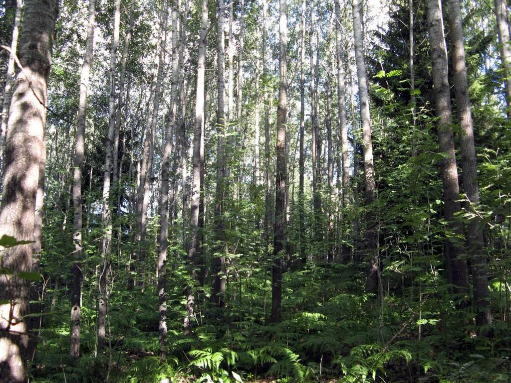 alueen eteläpään