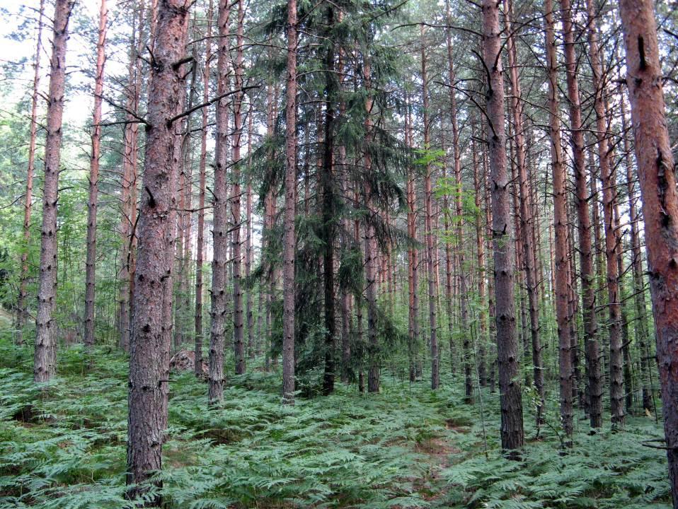 Eteläpään allioalueen pohjoispuolella on osteapohjainen notelma, joa on aianaan ojitettu (uvio 4). Länsiosassa on mäntyvaltaista, tuoreen anaan seametsää, mutta pääosa alueesta on vttunutta uusioa.