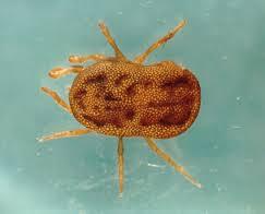 Toisintokuume relapsing fever Pehmeäkuoristen punkkien (Ornithodorous) (tickborne relapsing fever TBRF) tai vaatetäin (louse-borne relapsing fever LBRF)
