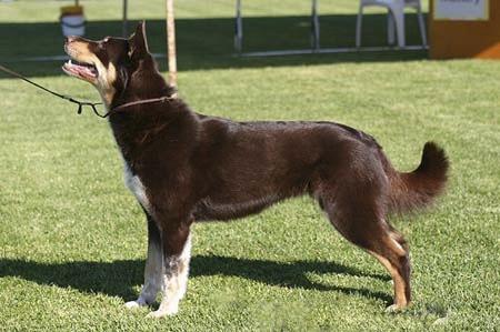 Oikein rakentunut hieman lyhyempirunkoinen koira on parempi kuin pitempirunkoinen koira, jolla on pitkä selkä ja pitkä lanneosa, jotka heikentävät koiran kestävyyttä.
