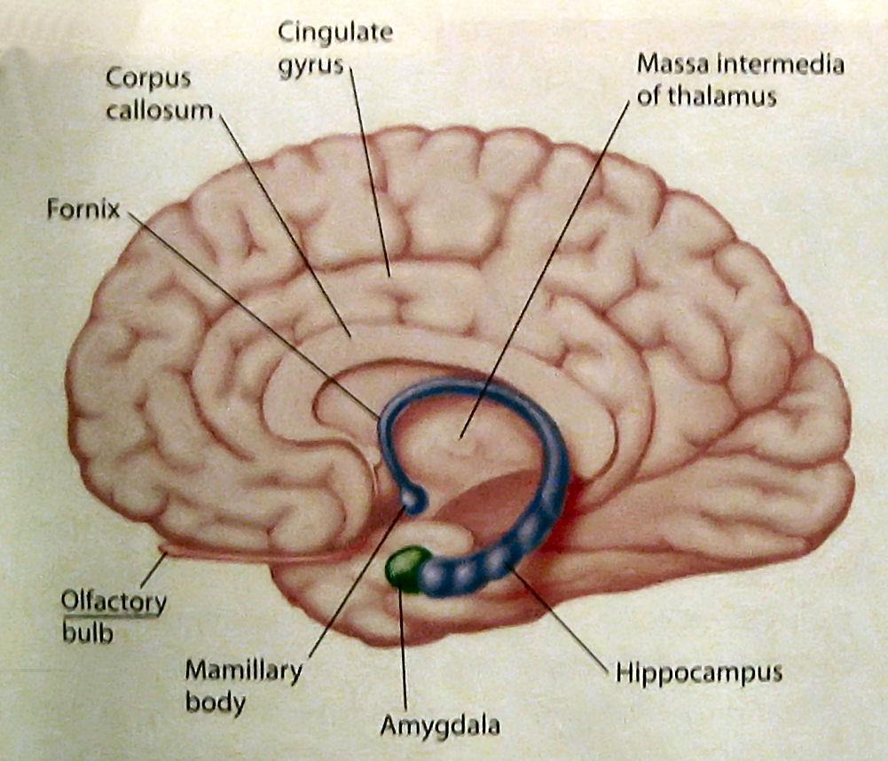 Nuori neuropsykologin asiakkaana -aivojen kehitys on geneettisesti ohjelmoitu muovautumaan vallitseviin