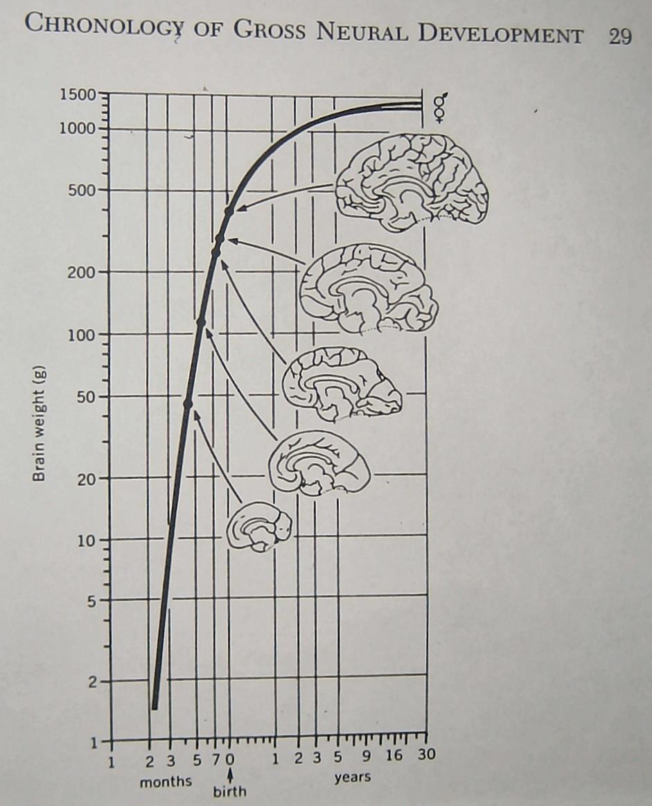 Kehittyvät aivot Aivojen kasvupyrähdykset syntymän jälkeen (Johnsen 2005, Kolb &