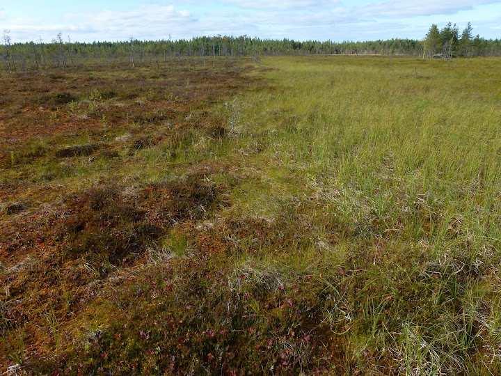 Sivu 13/15 Kuva 4. Oligotrofisen varsinaisen suursaranevan ja variksenmarjarahkarämeen raja on maastossa selvä. 5.