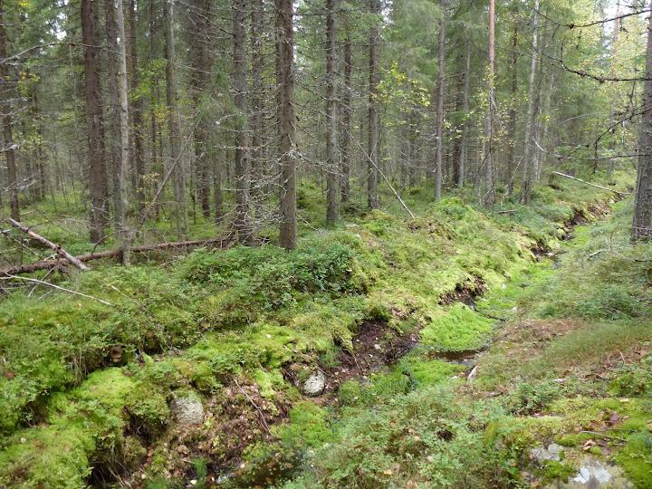 Sivu 4/15 Selvitysalueiden kasvillisuus on kivennäismailla valtaosin kuivahkoa tai tuoretta kangasta. Alueen metsät ovat olleet pitkään talouskäytössä aivan muutamaa poikkeusta lukuun ottamatta.