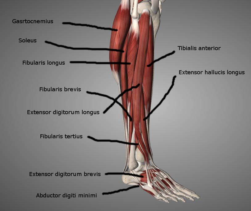 13 Kuvio 6. Nilkan ja jalkaterän lihaksia anteriolateraalisesti. Muokattu lähteestä 3D4Medical Essential Anatomy 5. Kuva uudelleenjulkaistu 3D4Medicalin luvalla.