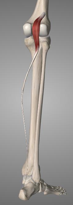 fibulae, facies posterior fibulae & tibiae) Reisuluun ulkonivelnasta (condylus lateralis femoralis) Akillesjänteen välityksellä kantakyhmyyn (tuber calcanei via tendo calcaneus)