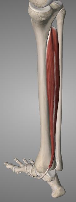 Liite 1 2 (7) säärilihas (m. tibialis posterior) Isovarpaan pitkä koukistajalihas (m. flexor hallucis longus) Varpaiden pitkä koukistajalihas (m.