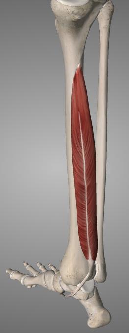 tibiae) vaajaluut ja jalkapöydän luut II-IV (tuberositas ossis naviculare, ossa cuneiforme & ossa metatarsi II-IV) Isovarpaan kärkiluu jalkapohjan puolelta (phalanx distalis I) II-IV varpaan