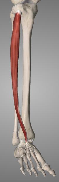 V varpaiden keskija kärkiluut varpaiden ojentajalihasten kalvojänteiden avulla (phalanx media ja distalis II-V via aponeurosis dorsales) V jalkapöytäluun tyvi (os metatarsale V) fibularis profundus)