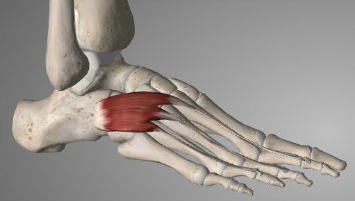 yläpinta (facies superior calcanei) Yhtyy pitkän ojentajalihasten jänteisiin (tendo extensor digitorum