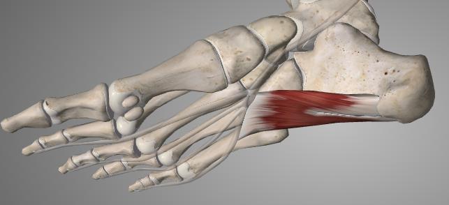 varpaan tyviluun jalkapohjahermo (n. mediaalireuna (phaplantaris medialis & lanx proximalis II-V) lateralis) Nelikulmainen jalkapohjaliha (m.