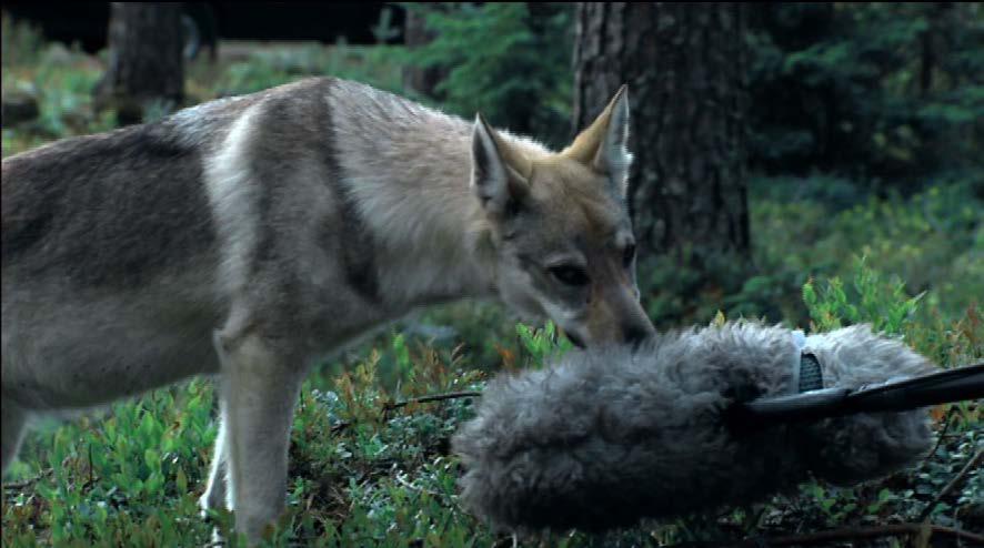 15 KUVA 2. Koulutettu susi tutkii mikrofonia. (Villi katse 2006) Kun uutta eläintä lähestytään ensimmäistä kertaa, kannattaa asettaa itsensä eläimen silmien tasolle.