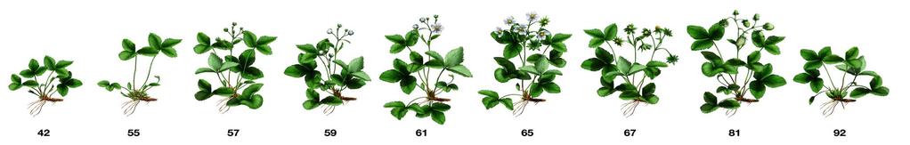 A. cucumeris 0,5 milj.