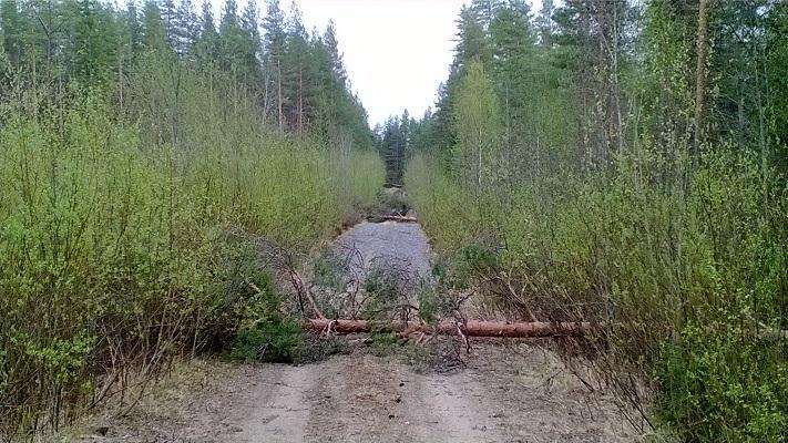 lepakoiden muutonseurantaselvitys