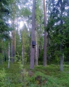 Kuva 13. Näkymä seurantapisteestä C2 Pesolan alueella..4. Korkeamaan alue Korkeamaan alueella turpeenottoalueita on pääosin alueen itäosassa. Alue on pääosin eri-ikäistä talousmetsäaluetta.