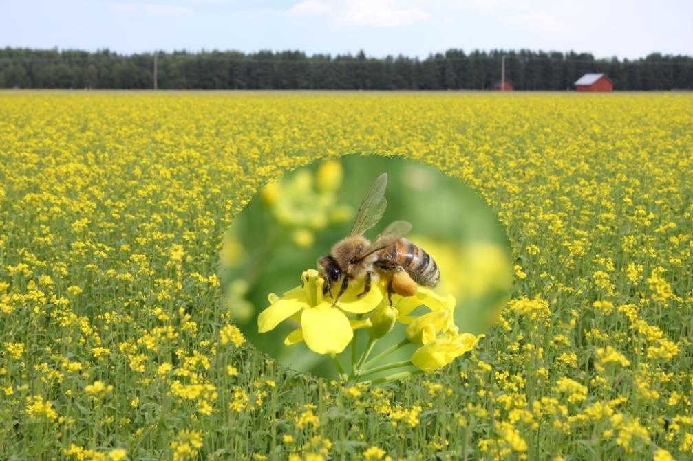 lähestymistä ja kameran rauhallista liikettä. Ensimmäinen kokemukseni tarhamehiläisen kuvaan saamisesta oli, että tehtävä olisi mahdoton.