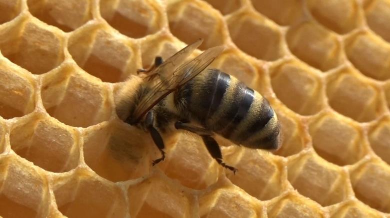 KUVIO 9. Hannu Luukinen mehiläispesillä. Pesien aukominen ja kakkujen käsittely sekä näiden toimenpiteiden kuvaus onnistui hyvin.