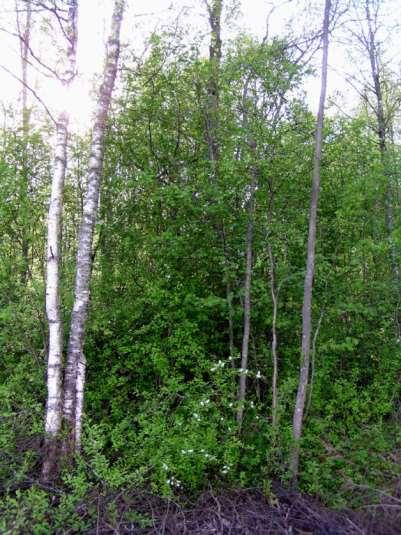 Pesiä: