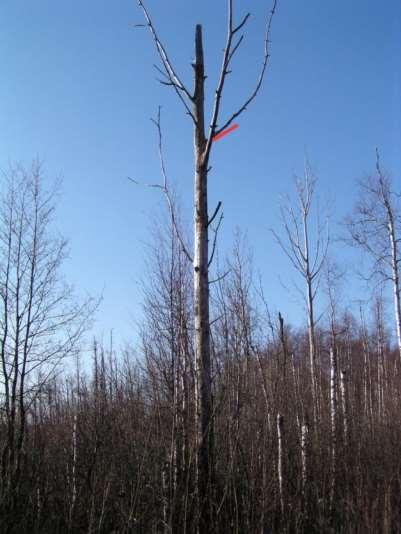 Parikkala
