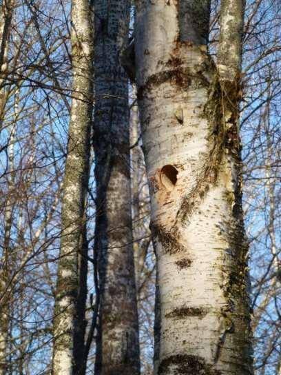 Parikkala