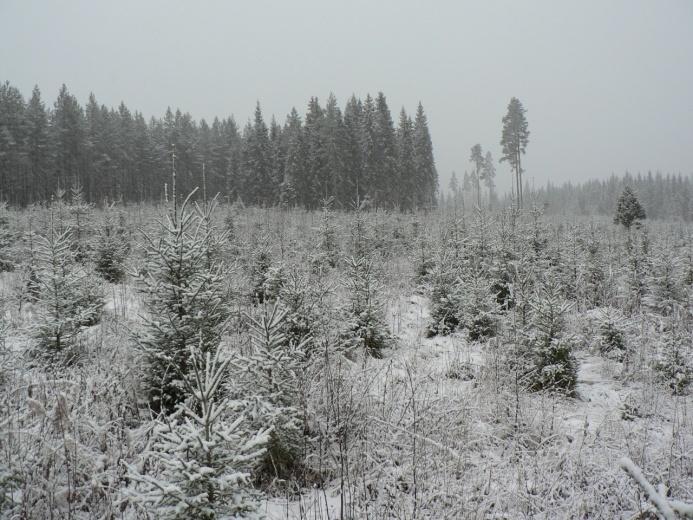 Varhaishoidon vaikutus kasvuun Varhaisperkaus tulee tehdä riittävän ajoissa.