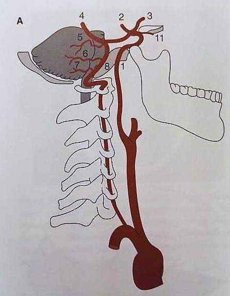 8 Kuva 1a. Aivojen verenkierto. Kaula- ja nikamavaltimon kulku kaulalta kallon sisälle. (Soinila ym. 2011, 43). Taulukko 2. Valtimot numeroituna kuvan mukaan. 1 a.