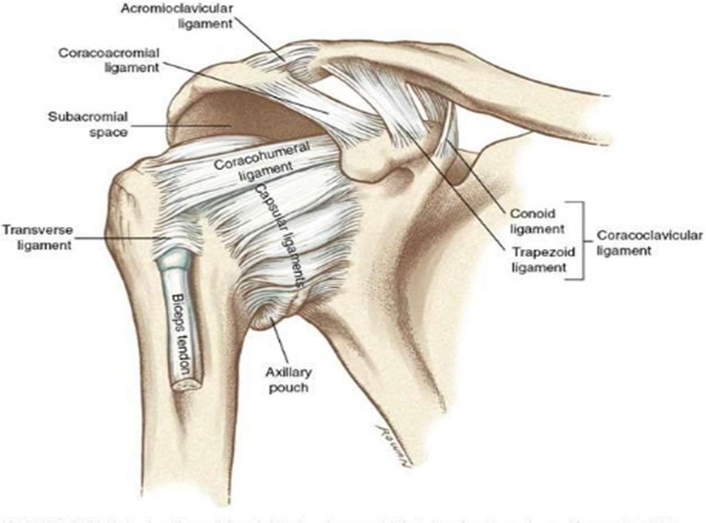 12 Kuva 4. Olkanivel ja sitä tukevat ligamentit sekä olkalisäke-solisluunivel (Neumann 2010, 138) 2.