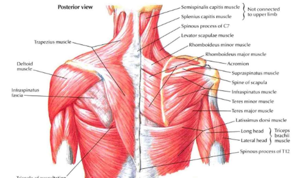 latissimus dorsi (leveä selkälihas) ja m.pectoralis major (iso rintalihas) ovat tässä ryhmässä.