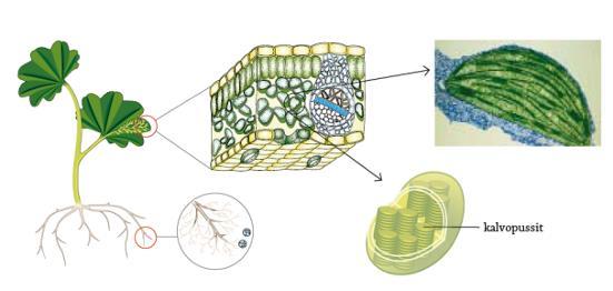 Viherhiukkanen eli kloroplasti Kaksoiskalvon muodostama soluelin Sisällä on litteitä kalvopusseja ja niiden