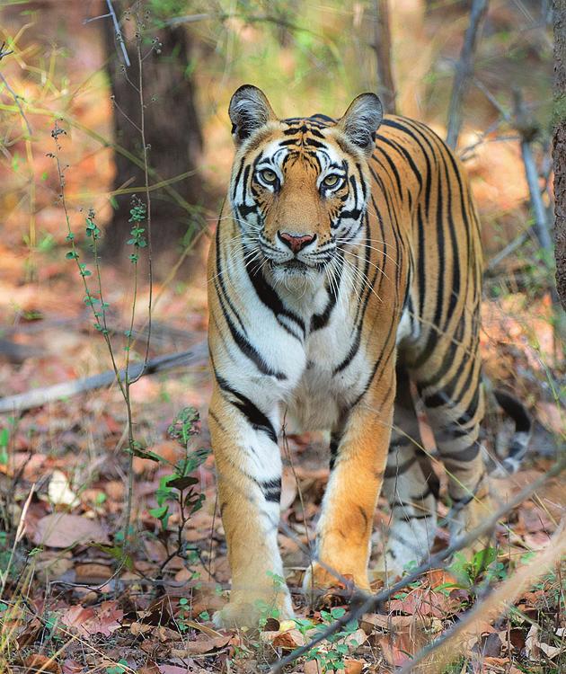 Ke 28.3.2018 Panna - Bandhavgarhin kansallispuisto (A, L, P) Retkeilemme koko aamupäivän Pannan kansallispuistossa tiikereitä jäljittäen.