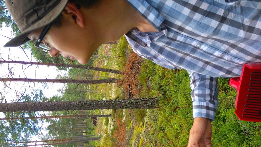 Jos kaikki Suomen metsät luomukeruualueiksi muuttuisi.
