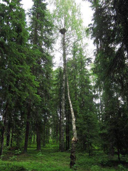 Rääkkylä 15.6.2009. Viereinen koivu on nojallaan hiirihaukan pesäkoivua vasten. Kitee 20.6.2012.