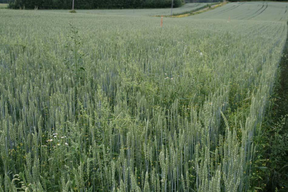 Kuva 7. Herbisidillä käsittelemätön alue erottui 2011 selvästi muusta kevätvehnäkasvustosta Uudellamaalla (kuva: Pauliina Laitinen).