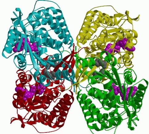 ALDH2 Tärkein asetaldehydiä metaboloiva entsyymi Polymorfinen : Pistemutaatio Glu487Lys (L-glutamiinihappo ->