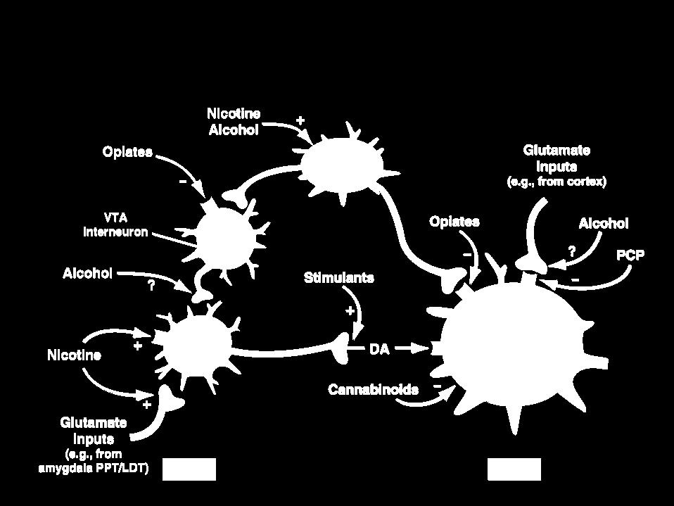 Alkoholin (ja huumausaineiden) vaikutuskohteet mielihyväradan välittäjäainesysteemeissä (Ventral Tegmental Area ja