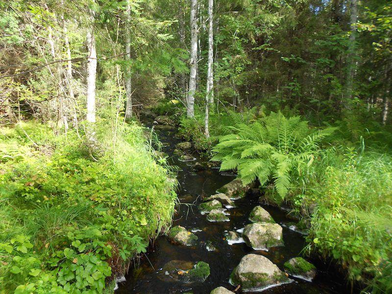 riista-alueena. Ilman käyttörajoitetta ovat mm. Kivijärven rantarämeet ja osa Kivijärven eteläpuolisesta vanhapuustoisesta räme- ja metsäkuvioista.