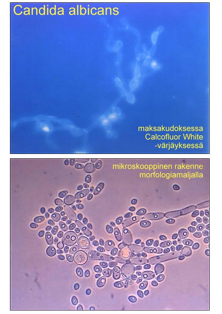 Candida albicans / dubliniensis yhteiset ominaisuudet: ituputki muodostuu