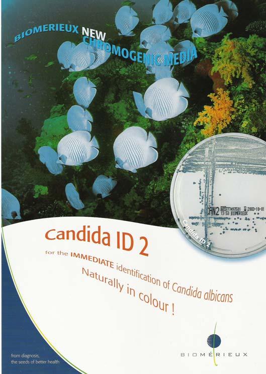 BioMérieux / Candida ID 2 Candida albicans 24 h: sininen pesäke Candida tropicalis Candida lusitaniae