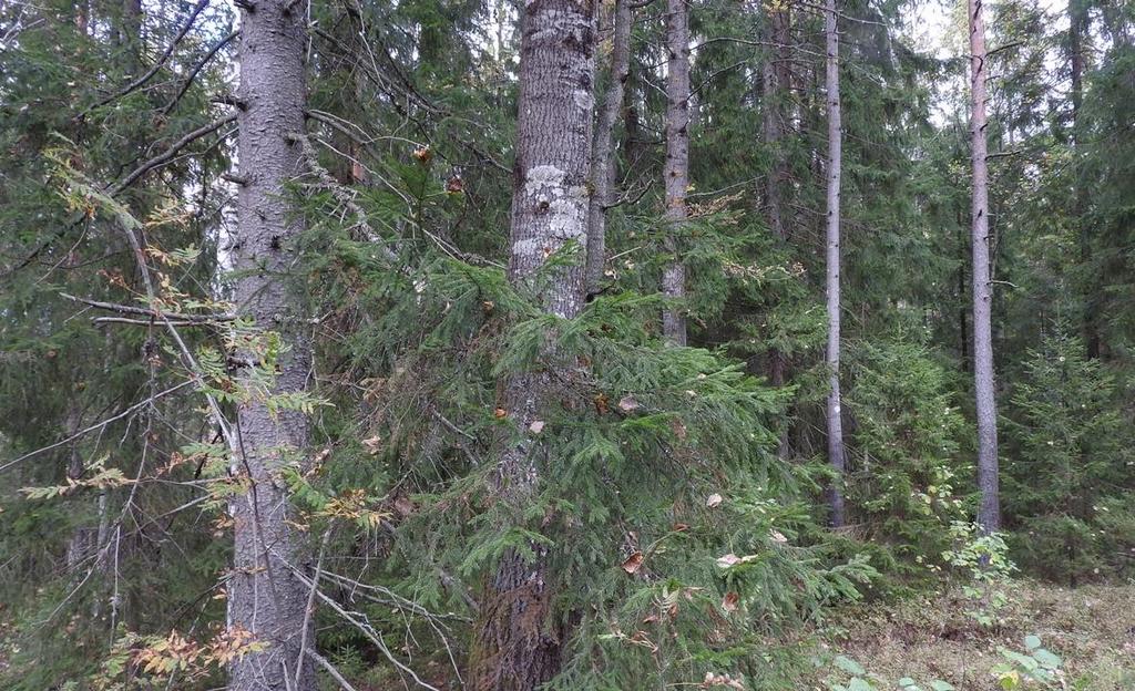 Kuva 4. Korppisenjärven länsipuolen liito-oravalle sopivaa metsää. 18.9.2016 Petri Parkko 5.
