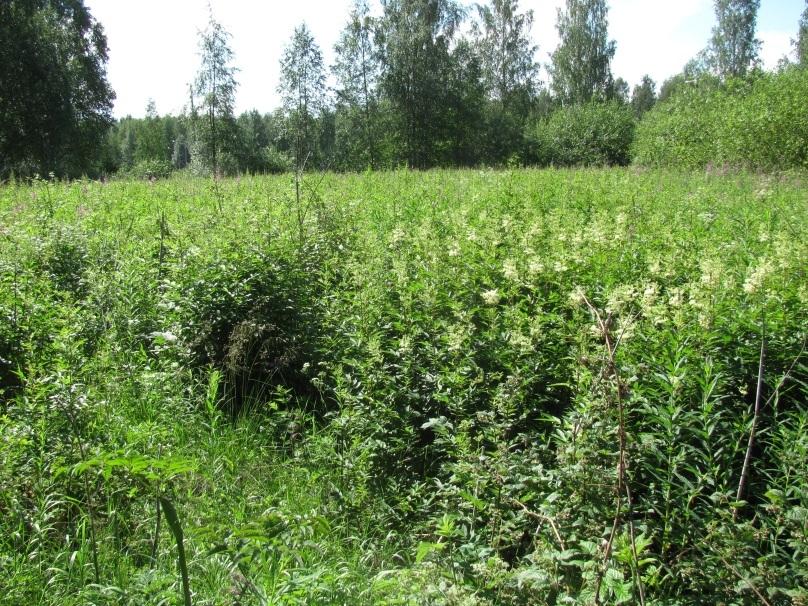 mesiangervo, maitohorsma, vadelma, karhunputki, nurmilauha. Pensaskerroksessa reunoilla runsaasti kiiltopajupensastoa sekä nuorta hies- ja rauduskoivua.