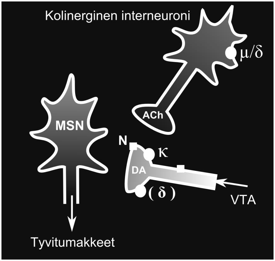 Tämä johtaa puolestaan epäsuorasti dopamiinin (DA) vapautumisen vähentymiseen dopamiinihermopäätteen presynaptisten nikotiinireseptorien (N) aktivaation vähentyessä.