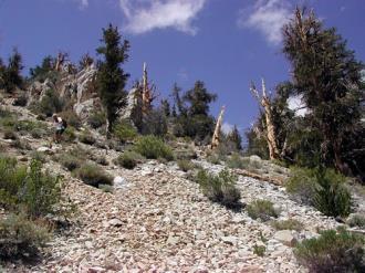 korkeudella kasvaa vihnemänty (Pinus aristata).