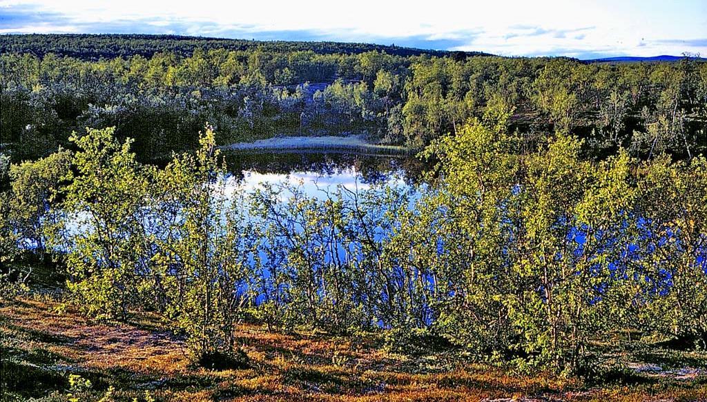 Mauri Timonen Näkymä Näkkälän suppalammelta (1998) Männyn nykyinen puuraja kulkee Palojärven ja Näkkälän välisen tien läheisyydessä.