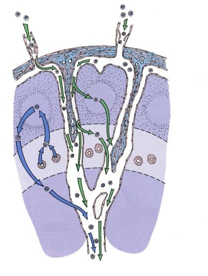 Imusolmukkeen rakenne Pinnallinen kuori, cortex Imukeränen Itukeskus B-lymfosyyttejä Syvä kuori, paracortex HEV T-lymfosyyttejä Poukamissa runsaasti makrofageja ja dendriittisten solujen ulokkeita