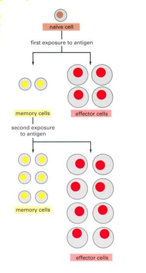 OSIO 1 Lymfaattiset solut Kateenkorvaa Ross et Pawlina LYMFAATTISET SOLUT JA KUDOKSET Osio 1: Hankitun immuniteetin ominaisuuksia Osio 1: Imukudoksen solut lymfosyytit; T- ja B-lymfosyytit
