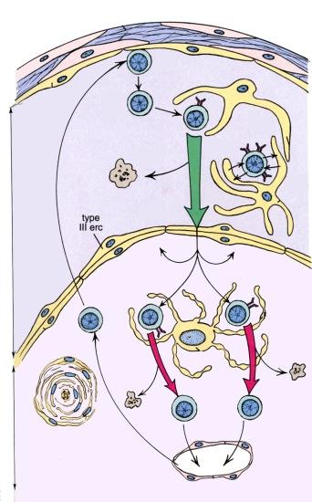 Antigeenin esittely on keskeinen immuunireaktion alkuunpanija. Makrofagit, Langerhansin solut ynnä muut dendriittiset solut ovat lymfosyyteille tärkeitä antigeeneja esitteleviä soluja (APC).