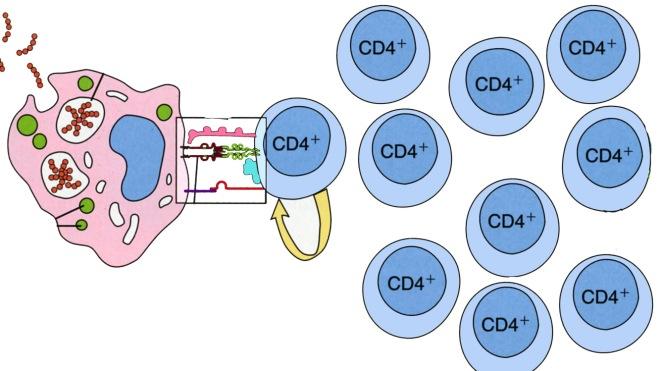 medullaan. Nyt soluun on ilmaantunut myös sekä CD4- että CD8-molekyylit Solut, jotka eivät läpäisseet testiä tuhotaan indusoimalla apoptoosi - kudoksen lukuisat makrofagit huolehtivat siivouksesta.