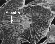 Aktiinifilamentit Aktiinifilamentit ovat aktiiniproteiinin polymeerejä, rakenteeltaan heliksejä (läpimitta noin 7 nm). Aktiini sitoo ja hydrolysoi ATP:tä.
