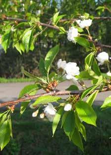 Tavoite Turun kaupunkipuusto on ekologisesti ja ilmastollisesti kestävää sekä monimuotoista niin lajistoltaan kuin geneettisesti. Turku on suurin kaupunkipuuarboretum.